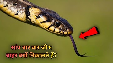 सांप बार बार जीभ बाहर क्यों निकालते हैं? 🤔Why Do Snakes Flicker Their Tongue? #shorts #snake #facts