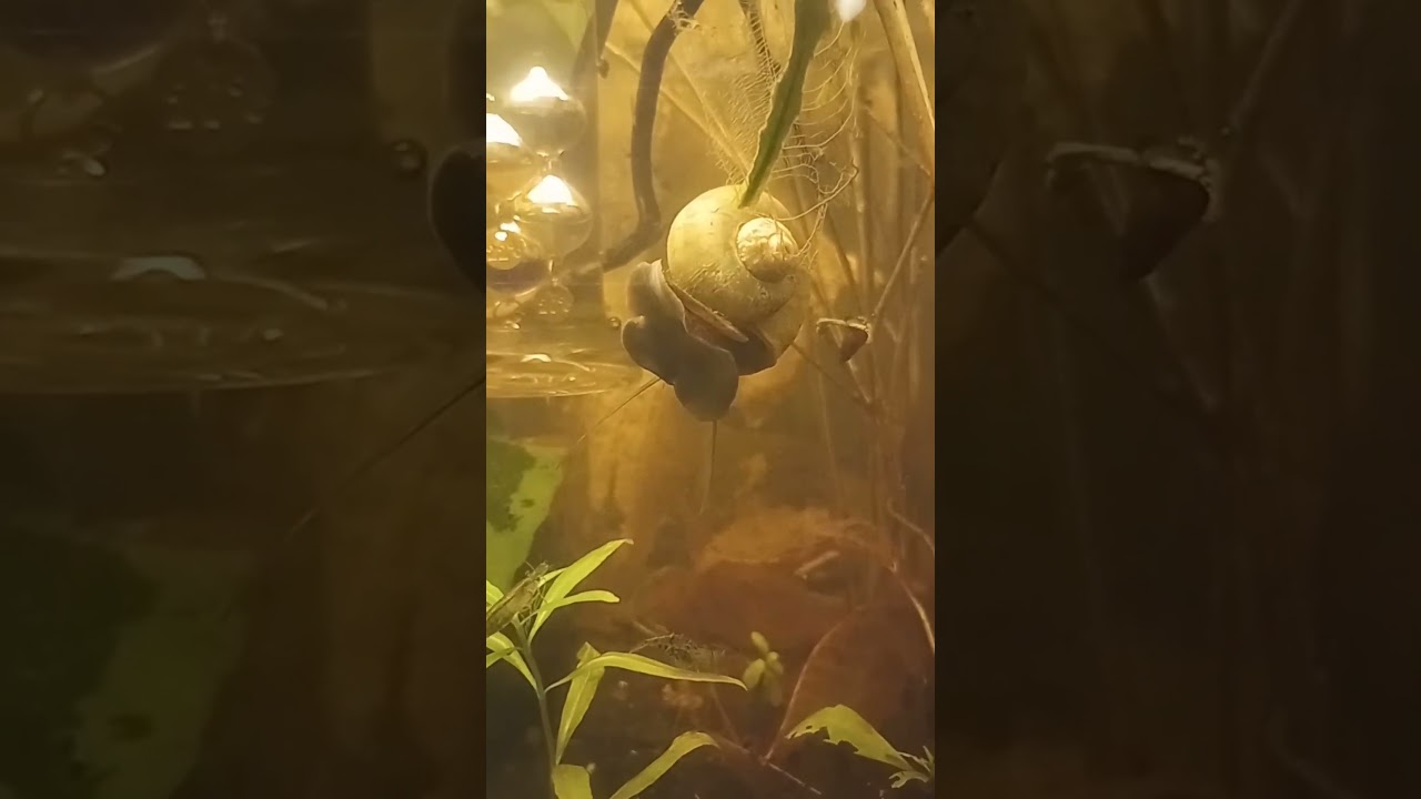 Mystery snail aerial acrobatics 