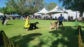 06.06.2024 Yosemite Kennel Club Afghan Hound judging under Ms. Cheryl Paterson (Vallejo, CA)