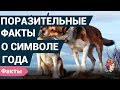 Символ 2018 года и поразительные факты о нем! | Журнал леди