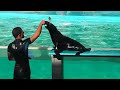 Show Completo de Lobos Marinos Mundo Marino HD 2016