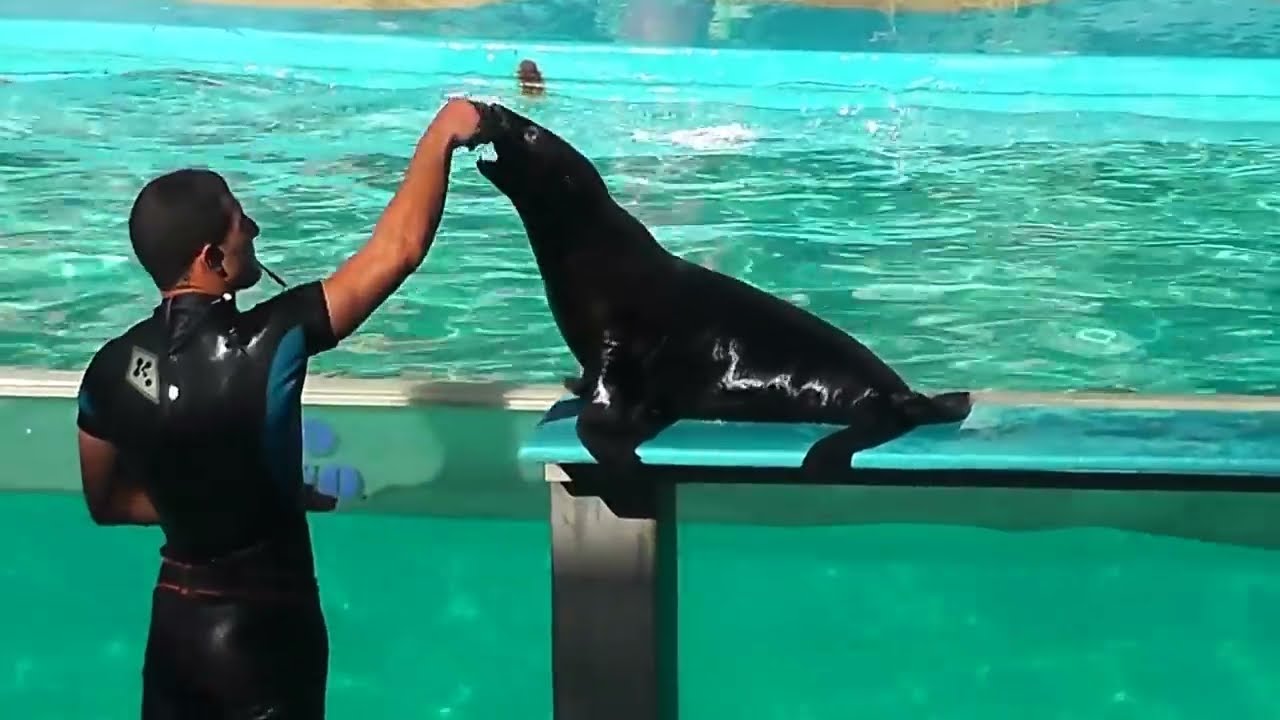 Show Completo de Lobos Marinos Mundo Marino HD 2016