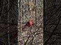 Curious cardinal birds