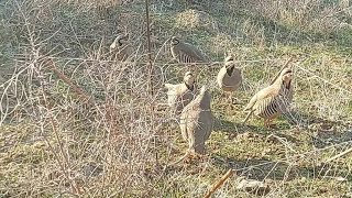 охота на кеклики пакличка самарканд.