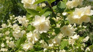 Philadelphus coronarius pustoryl věncový