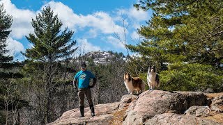 Hike With The Dogs - Spring Is Coming!