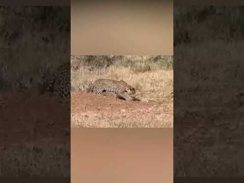 ¡Increíbles ataques de animales!