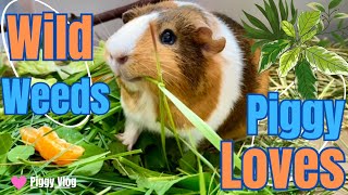 (Piggy Vlog) Wild Weeds Guinea Pig Loves! 20240506 EP76