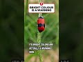 "Beautiful but Dangerous! 😱🐞"