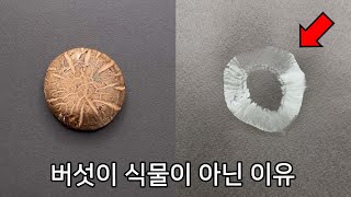 버섯을 검은 종이 위에 올려두면 놀라운 일이 일어납니다 ㄷㄷ