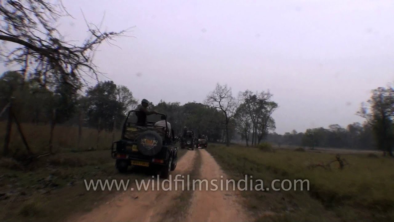 Gypsy safari in core zone of Kanha, National park