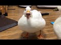 Our pet white call duck quacking quacking