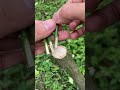 Grafting Lemon Tree With Many Branches