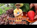 Sembrando fresas, lechuga, tomate y renovando los vegetales de la huerta | Candy Bu