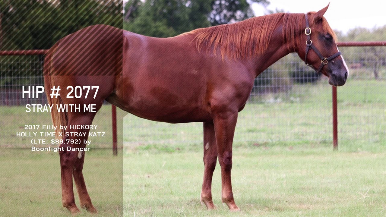 Chappell NRCHA Sale horses and Chappell Horse Sales graduates YouTube