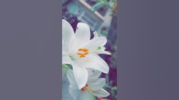 تلاوه صباحيه القارئ رعد الكردي الفاتحه مقام