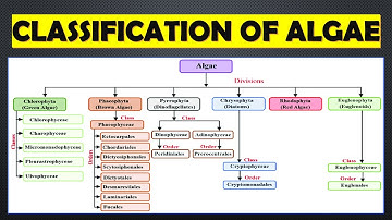 Algae Classification Made Easy for Students | By F. E. Fritsch & Smith