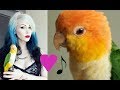 Training my caique parrot to dance (part 1)