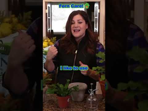 Video: Când să hrănești plantele de apartament cu ferigă: care este cel mai bun îngrășământ pentru ferigile de interior