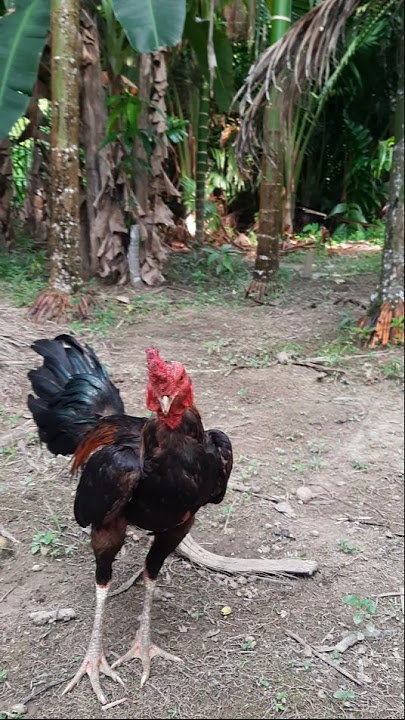 ayam jago body kekar