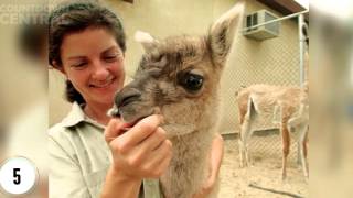Top 10 Extremely Weird Hybrid Animals