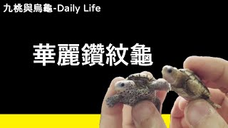 華麗鑽紋龜介紹【九桃來介紹爬蟲《Reptiles》】