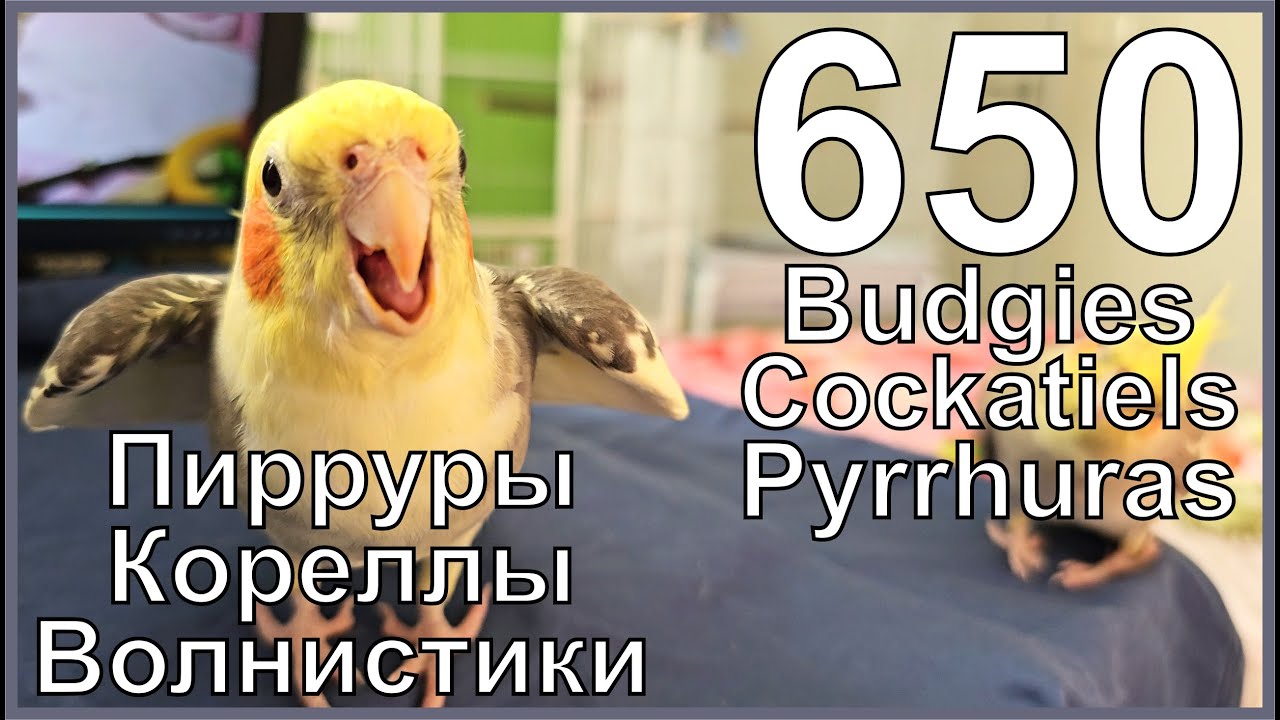 Funny Parrotszotti 650. Life of Budgies,Cockatiels and Pyrrhuras. Жизнь волнистиков, корелл и пиррур