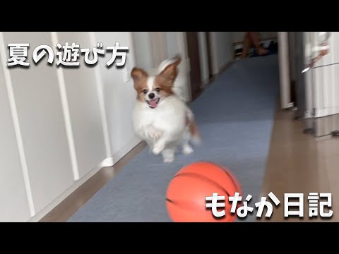 家の中に10mの直線ドッグランをつくってもらったパピヨンと、満足そうなお顔をいただいて満足な飼い主A #犬 #papillon #パピヨン