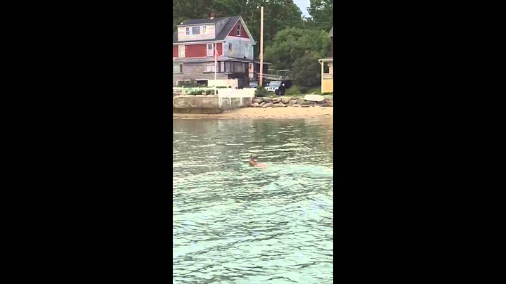 Fawn in Waters of Casco Bay