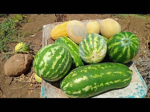 جني الدلاع ببني سيدال الجبل غشت 2025 