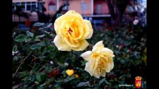 Rose park in Las Palmas de Gran Canaria Spain