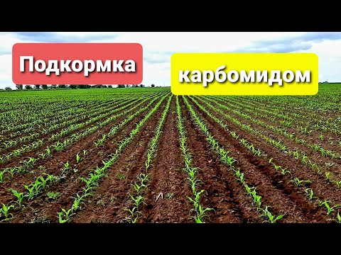 Видео: Можно ли распылять Engenia на кукурузу?