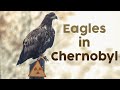 Орланы в Чернобыле осенью - Часть 1 | Film Studio Aves