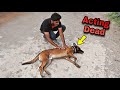 dog training  /  puppies for sale -  coimbatore  (தமிழ்) --belgian malinois