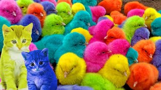 Tangkap Ayam Lucu,Ayam Warna Warni, Ayam rainbow, Ayam Pelangi,Bebek,kucing,Kelinci,Dunia ayam