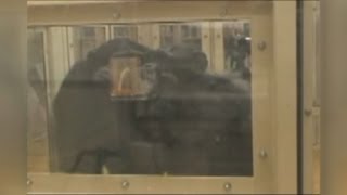 道具使用学び、広げる チンパンジーで確認、京大