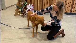 Humane society gives advice on gifting animals this holiday season