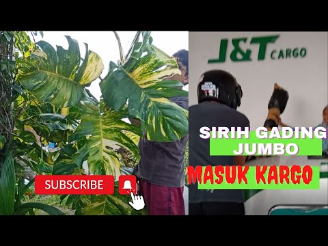SIRIH GADING SUPER JUMBO MASUK CARGO || COD CARGO WOW MURAH BANGET !!!