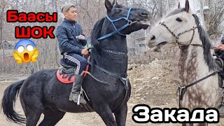 ШОК баага коем дейт ЗАКА 👍МОЩНЫЙ  аттар эфирде