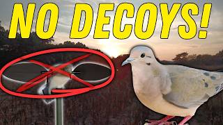 Can I Hunt A Heavily Pressured Dove Field With NO Decoys?!