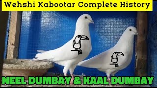 Wehshi Kabootar Ki Pehchan Neel Dumay Kabootar Wehshi Kabootar Ki History
