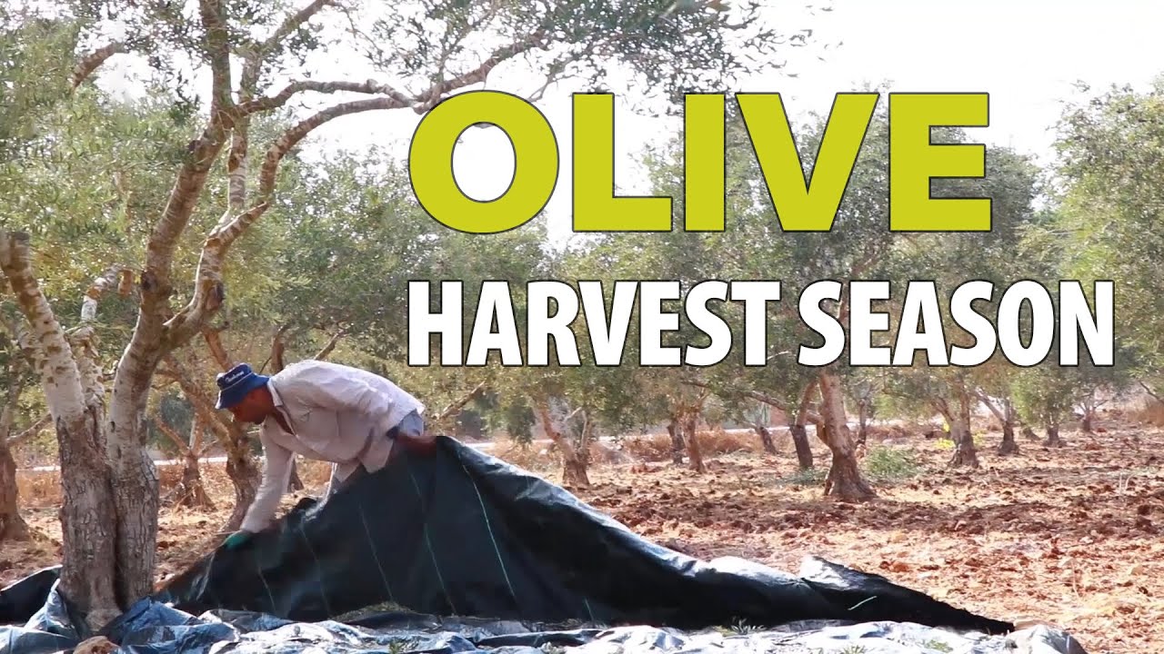 Olive Harvest Season