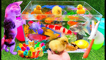 Vịt, Thỏ, Mèo, Cá, Cua, Gà, Bò, Voi, Thằn Lằn, Ếch, Rùa, Cá Chép, Cá Koi, Cá Bảy Màu, Cá La Hán