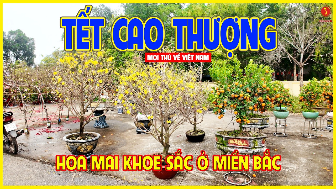 TẾT CAO THƯỢNG | HOA MAI KHOE SẮC Ở MIỀN BẮC | Bắc Ninh ngày nay