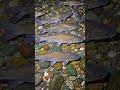 fish #fishing #traditionalfishing #fish #fish #carp #fishingvideo #nature #bigfish #villagelife