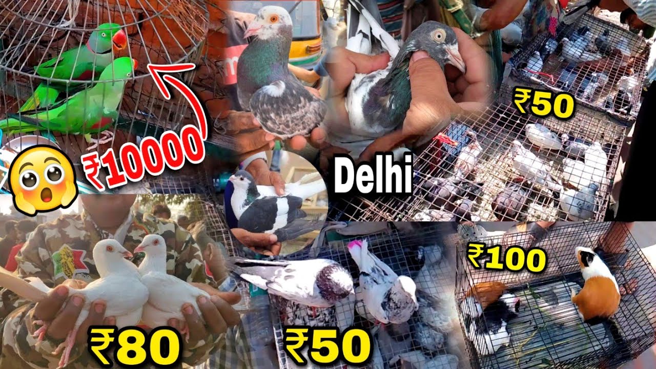 Jama Masjid Kabootar Market Delhi Kabootar Market Delhi lal Qila