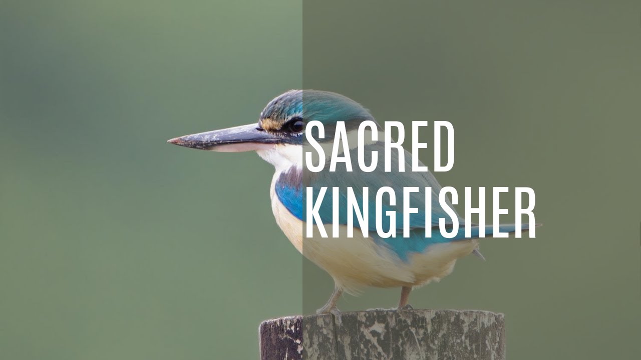 Enchanting Calls of the Sacred Kingfisher | Sounds of Nature