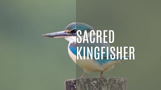 Enchanting Calls of the Sacred Kingfisher | Sounds of Nature
