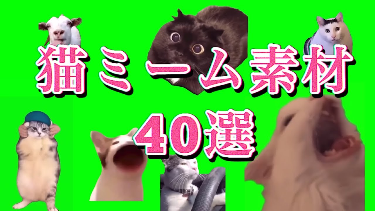定番人気の猫ミーム素材集40選#猫マニ #猫ミーム - YouTube