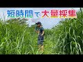 【検証】30分で虫を何種類見つけられるかやってみた。